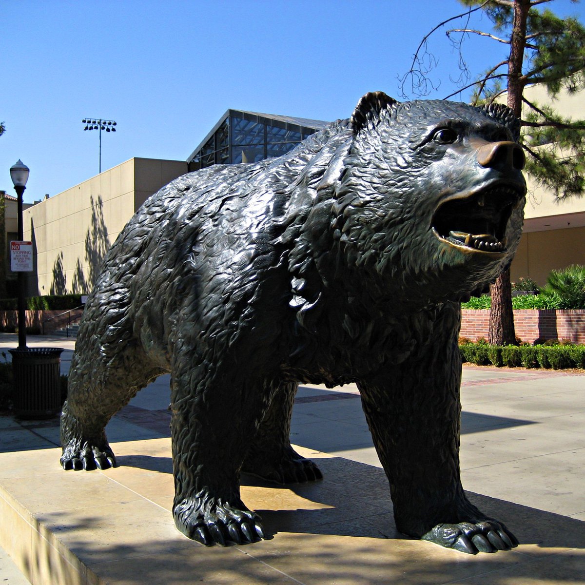 UCLA Bruin bear statue on campus